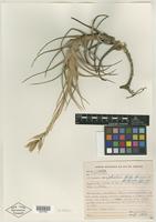 Type? of Tillandsia nuptialis R. Braga & Sucre [family BROMELIACEAE]