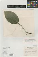 Holotype of Piper distigmatum Yunck. [family PIPERACEAE]
