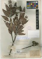 Type of Quercus alba L. [family FAGACEAE]