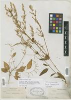 Type of Iresine jaliscana Uline & W. L. Bray [family AMARANTHACEAE]