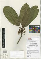 Isotype of Labramia mayottensis Labat, Pignal & O. Pascal [family SAPOTACEAE]
