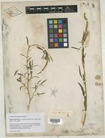 Isolectotype of Acnida floridana S. Watson [family AMARANTHACEAE]