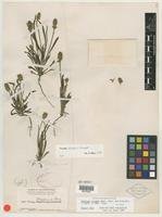 Type? of Plantago helleri Small [family PLANTAGINACEAE]