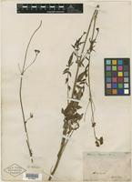 Type? of Valeriana capensis Thunb. [family VALERIANACEAE]
