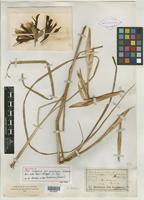 Holotype of Iris songarica var. multiflora Kuntze [family IRIDACEAE]