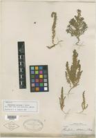 Syntype of Chenopodium stellatum S. Watson [family CHENOPODIACEAE]
