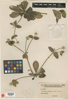 Type of Gomphrena guaranitica Chodat [family AMARANTHACEAE]