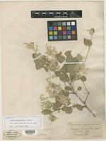 Isotype of Iresine alternifolia S. Watson [family AMARANTHACEAE]