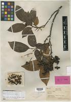Isotype of Guioa capillacea A. C. Sm. [family SAPINDACEAE]