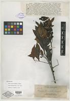 Isotype of Guioa truncata Radlk. [family SAPINDACEAE]