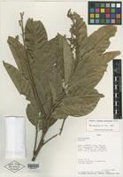 Isotype of Matayba macrocarpa Gereau [family SAPINDACEAE]