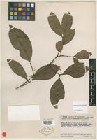 Type of Matayba sororopaniana Steyerm. [family SAPINDACEAE]