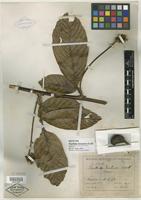 Isotype of Paullinia bracteosa Radlk. [family SAPINDACEAE]