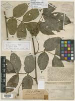 Isotype of Paullinia boliviana f. boliviana [family SAPINDACEAE]