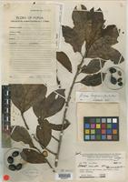 Isotype of Litsea crenata C. K. Allen [family LAURACEAE]