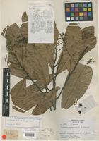 Isotype of Nectandra yarinensis O. C. Schmidt [family LAURACEAE]