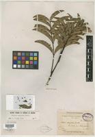 Isotype of Talisia oedipoda Radlk. [family SAPINDACEAE]