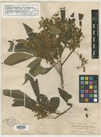 Syntype of Thouinia acuminata var. pubicalyx Radlk. [family SAPINDACEAE]