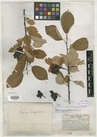 Type of Prunus virginiana f. deamii G. N. Jones [family ROSACEAE]