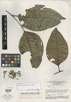 Isotype of Talisia ghilleana Acev.-Rodr. [family SAPINDACEAE]