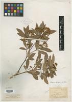 Type? of Photinia bergeri C. K. Schneid. [family ROSACEAE]