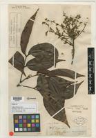 Isotype of Talisia firma Radlk. [family SAPINDACEAE]