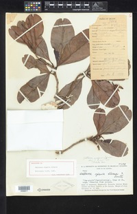Holotype of Wallacea riparia Gleason [family OCHNACEAE]