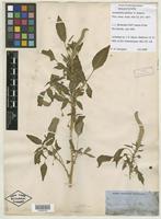 Isolectotype of Amaranthus palmeri S. Watson [family AMARANTHACEAE]