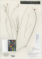 Isoneotype of Agalinis obtusifolia Raf. [family SCROPHULARIACEAE]
