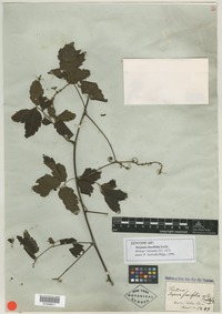 Isotype of Serjania fuscifolia Radlk. [family SAPINDACEAE]