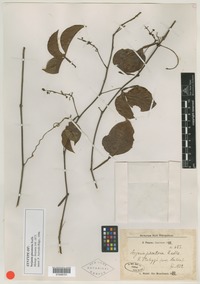 Syntype of Serjania piscatoria Radlk. [family SAPINDACEAE]