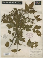 Type of Rubus argutus var. scissus L. H. Bailey [family ROSACEAE]