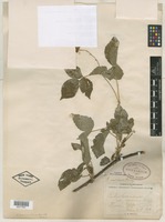 Type? of Rubus canadensis var. invisus L.H.Bailey [family ROSACEAE]