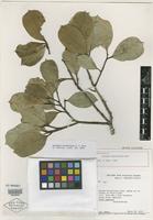 Holotype of Lecythis parvifructa S. A. Mori [family LECYTHIDACEAE]