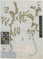 Type of Lathyrus sulphureus W. H. Brewer [family FABACEAE]