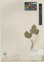 Type of Dorstenia crassipes C. Wright [family MORACEAE]
