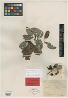 Isolectotype of Arytera arcuata Radlk. [family SAPINDACEAE]