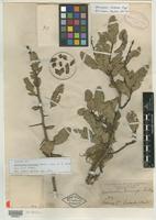 Syntype of Quebrachia morongii Britton [family ANACARDIACEAE]