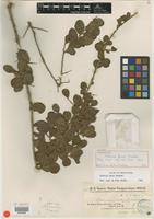 Lectotype of Schinus ferox Hassl. [family ANACARDIACEAE]