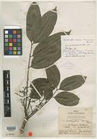Holotype of Zanthoxylum harrisii P. Wilson [family RUTACEAE]