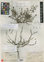 Holotype of Dondia insularis Britton [family CHENOPODIACEAE]