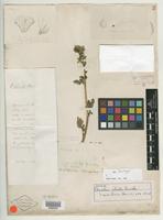 Isotype of Phacelia ciliata Benth. [family HYDROPHYLLACEAE]