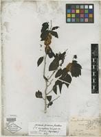 Isolectotype of Casearia eriophora C. Wright ex Griseb. [family FLACOURTIACEAE]