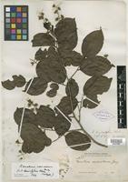 Isotype of Homalium hemisystylum S. F. Blake [family FLACOURTIACEAE]