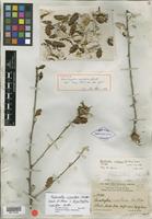 Holotype of Anastraphia montana Britton [family ASTERACEAE]