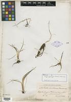 Isotype of Isoetes tuerckheimii Brause [family ISOETACEAE]