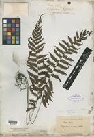 Isotype of Polypodium omeiense Baker [family PTERIDOPHYTE]