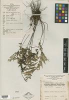 Isotype of Lindsaea chienii Ching [family PTERIDOPHYTE]