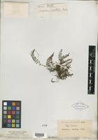 Isotype of Aspidium capillipes Baker [family PTERIDOPHYTE]