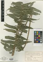 Isotype of Nephrolepis pseudobiserrata Miyam. [family PTERIDOPHYTE]